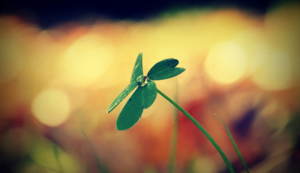 团结拼搏，女足团队又一胜利